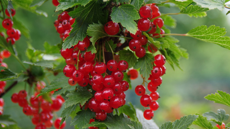 Red currants