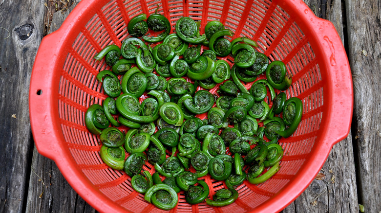 Red strainer full of freshly rinsed fiddleheads on wood background