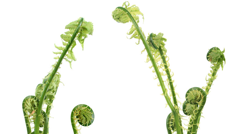 Stalks of fiddlehead ferns over white background