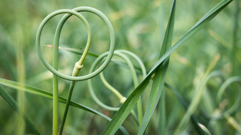 Scapes in the wild