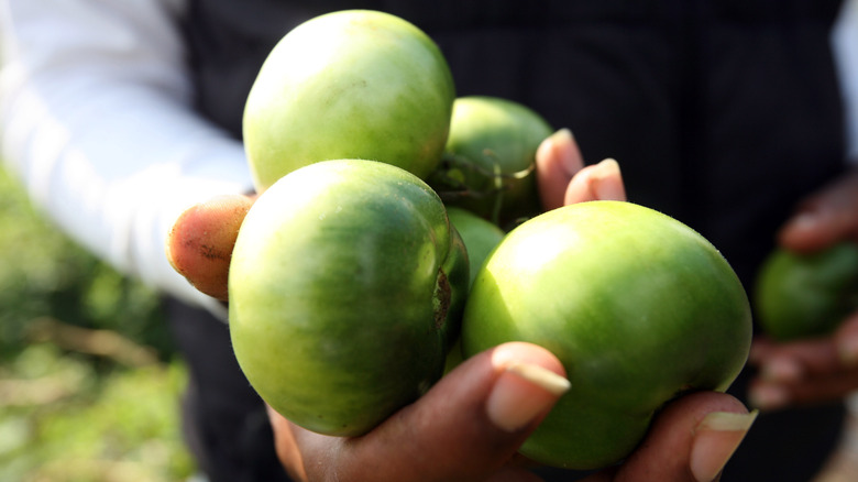 Handful of green tomatoes