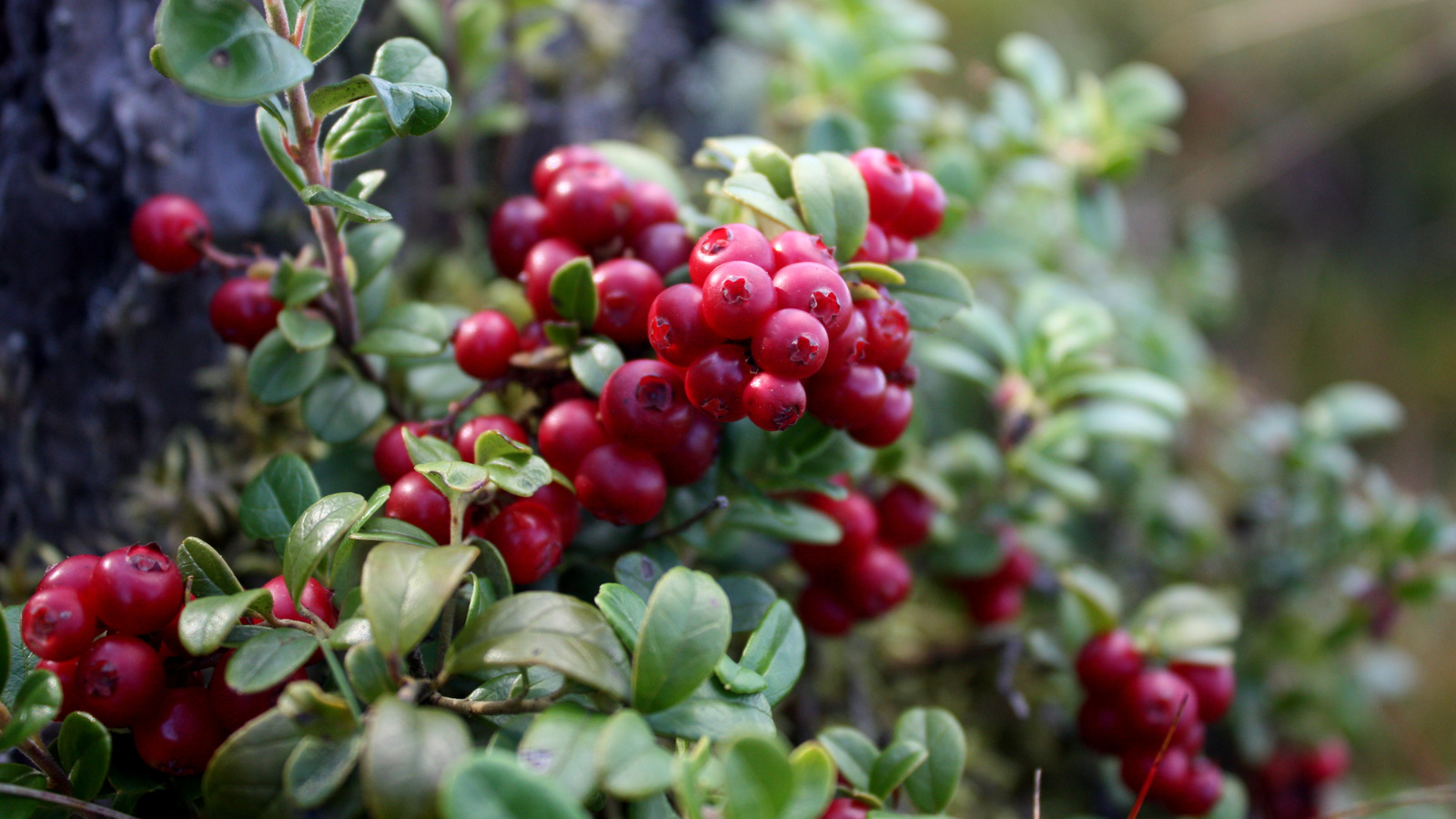 What Are Lingonberries And What Do They Taste Like?