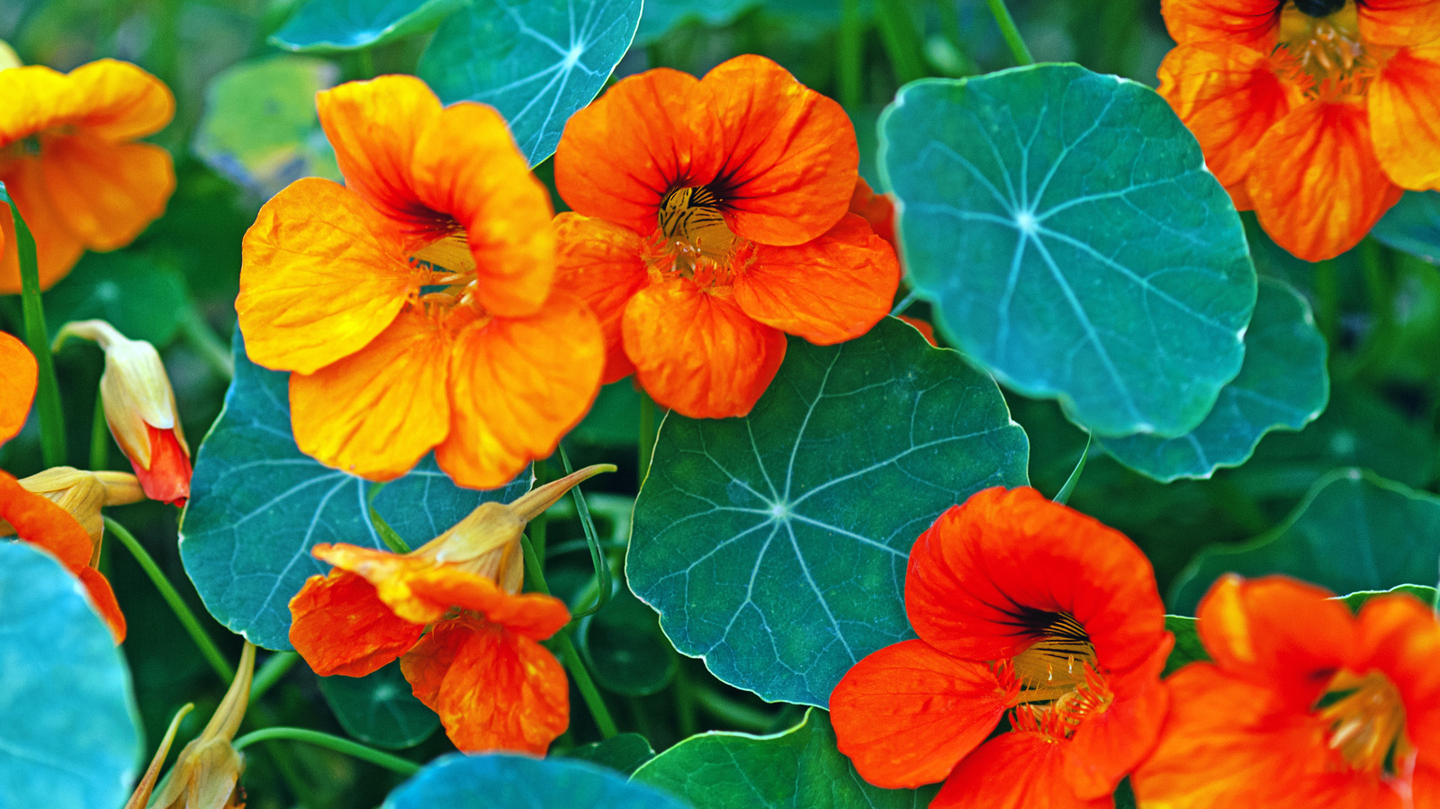 Image of Nasturtiums and paprika plants