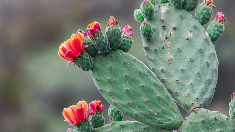 prickly pear cactus blooming