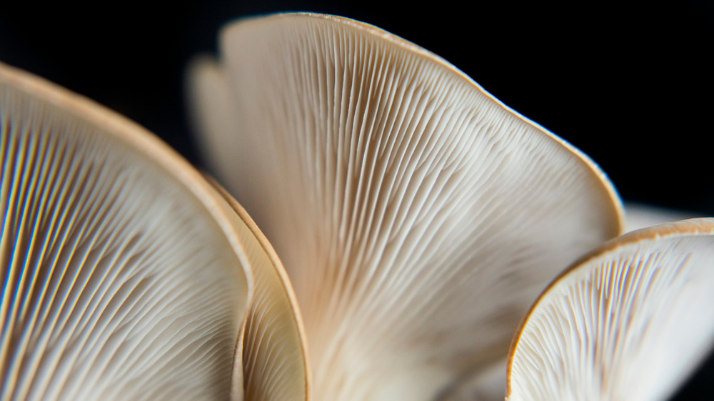 Oyster mushrooms on black background