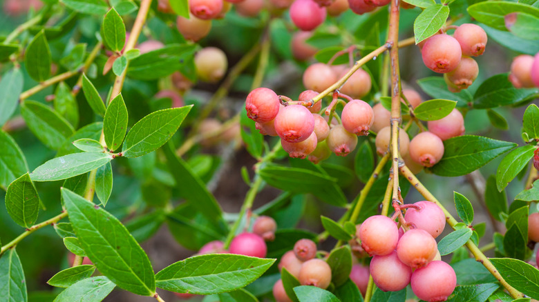 Pink lemonade blueberries