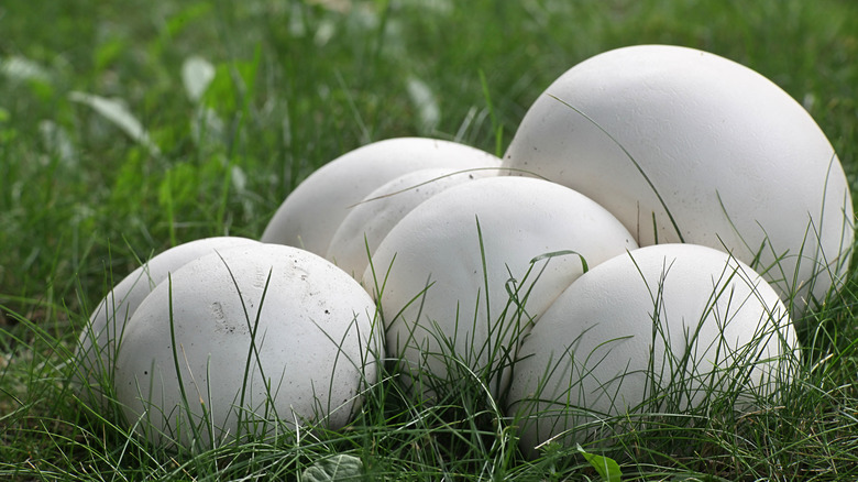 Puffball mushrooms on green grass