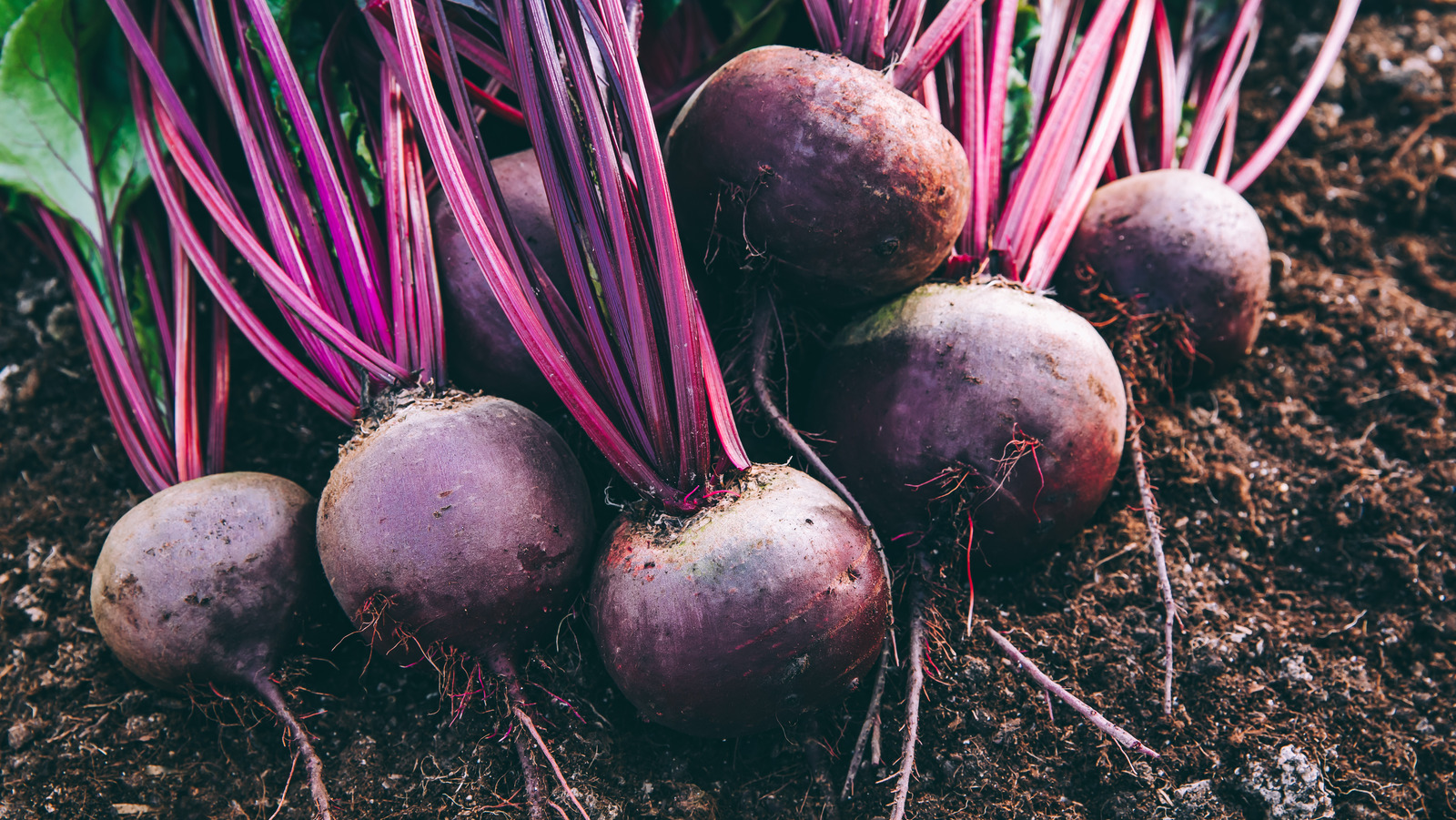 What Are Roast Beets And Do You Need To Peel Them Before Eating?