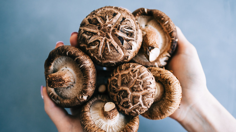 shiitake close-up