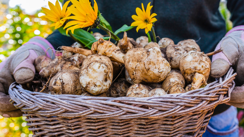 Basket of sunchokes