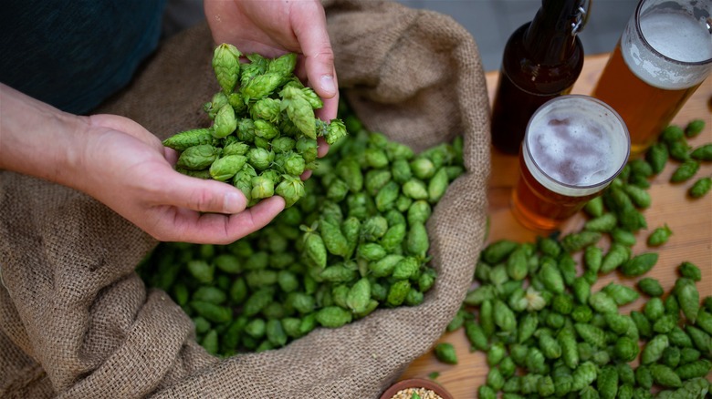 Hands holding hops from a burlap sack.