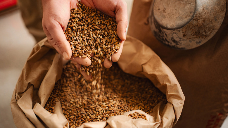 Hands pouring malted barley into sack