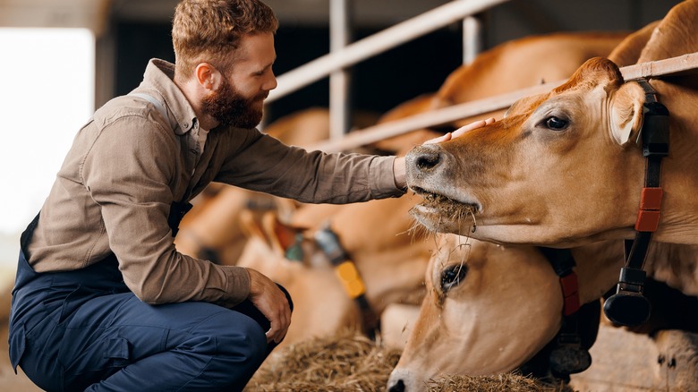 A farmer is kneeling and petting a cow inside a barn