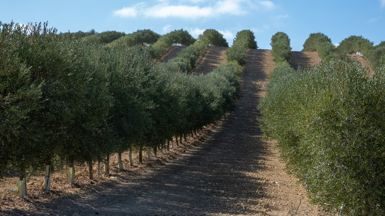 Olive grove in Andalusia, Spain.