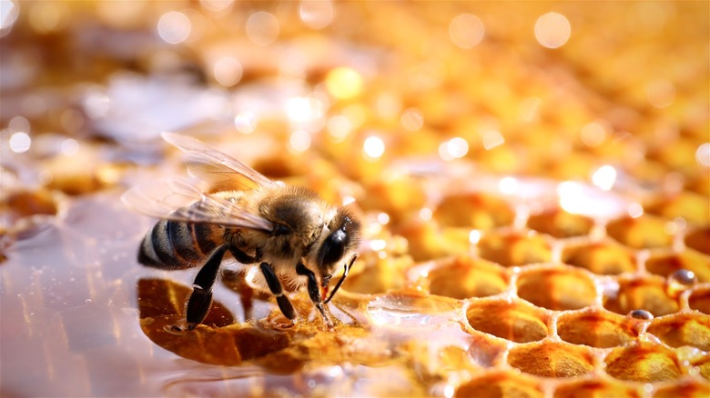 A bee standing on a fresh honeycomb.