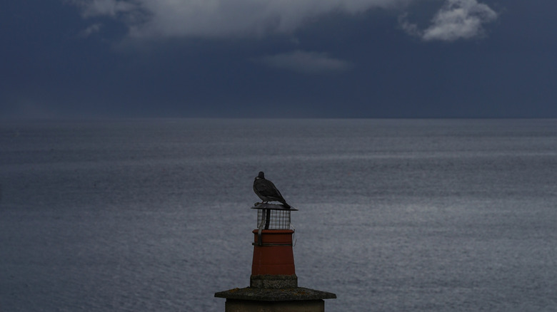 Pigeon staring at ocean