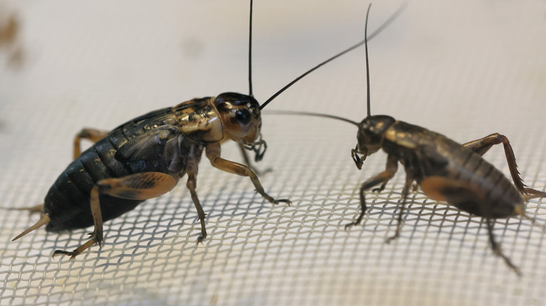 crickets on a net