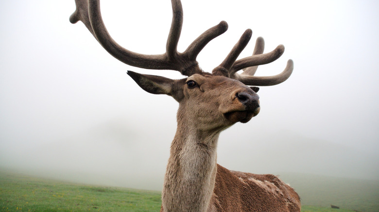 A wild deer with large antlers posed on a misty hillside