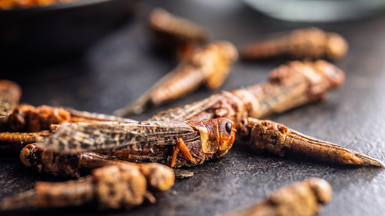 Dried, roasted grasshoppers