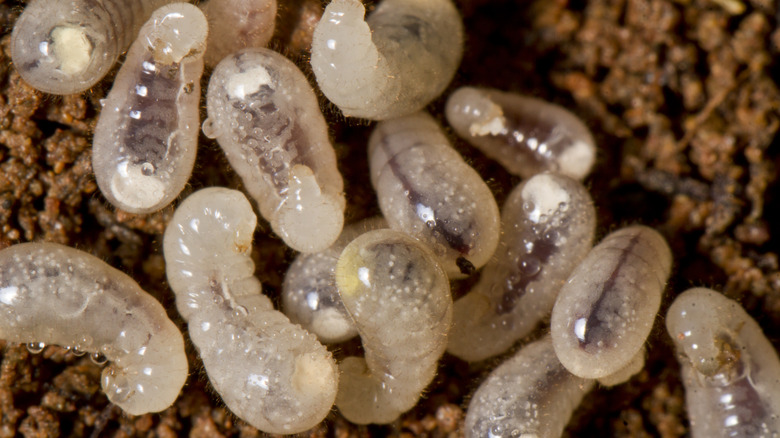 Close up of ant larvae