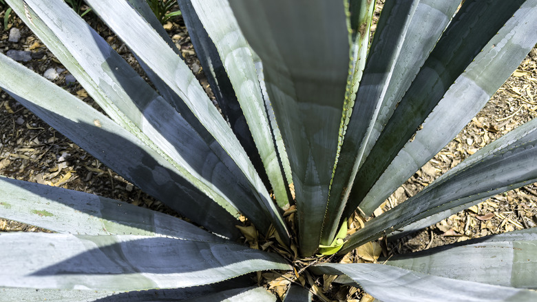 Close up of agave plant