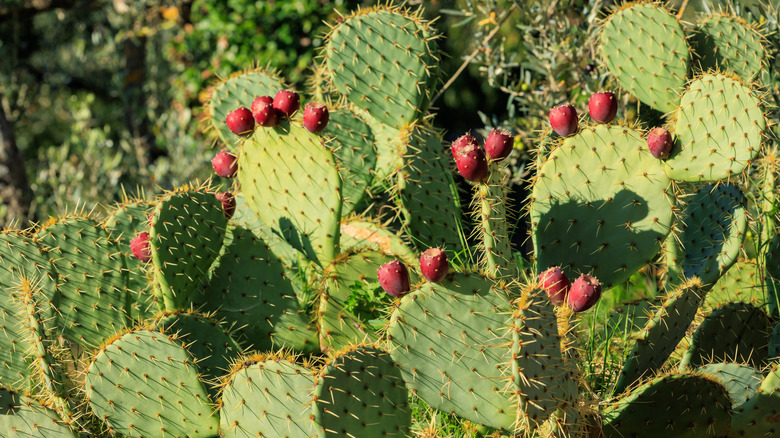 Prickly pear cactus with cactus pad and fruit