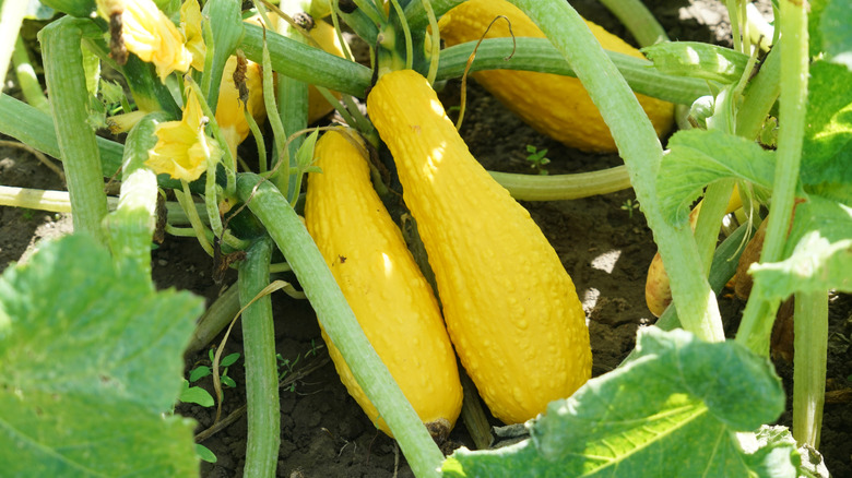 Yellow squash on the vine