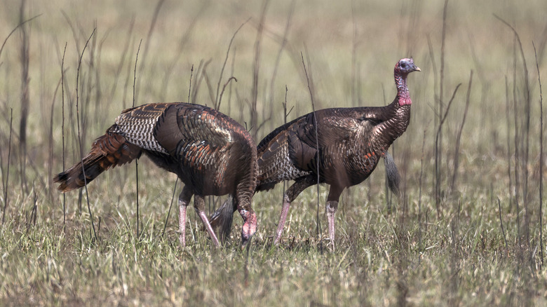 Two wild turkeys in grass