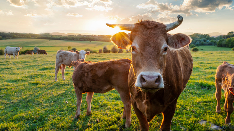 Cows grazing on pasture