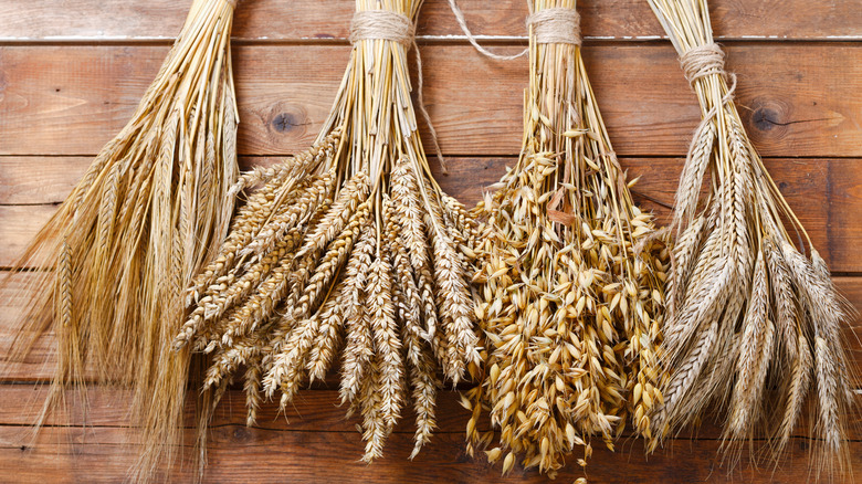 Wheat, rye, barley, and oats 