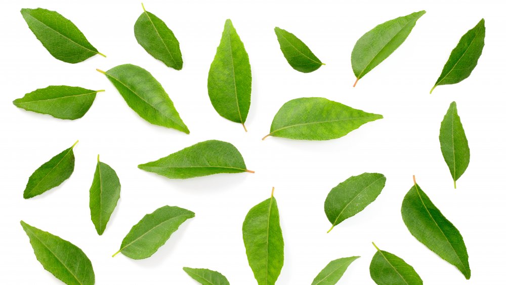 Curry leaves