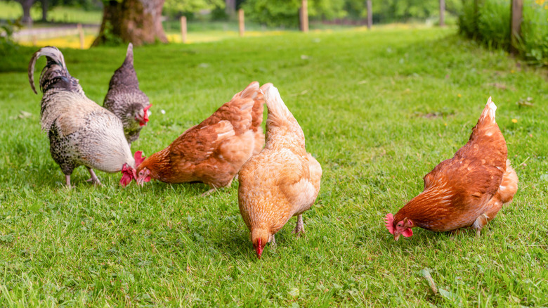 Hens grazing in green grass.