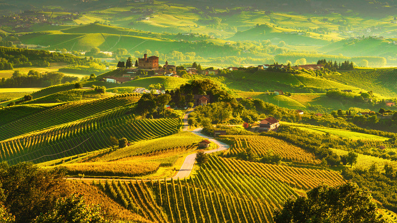 Overview of green vineyard in Italy