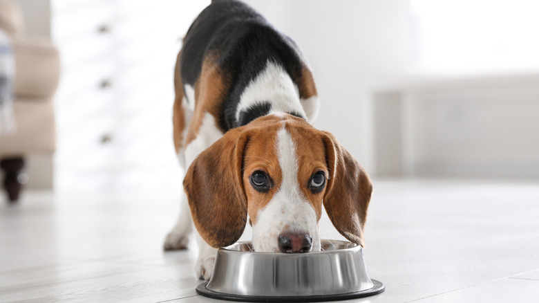 Beagle eating dog food