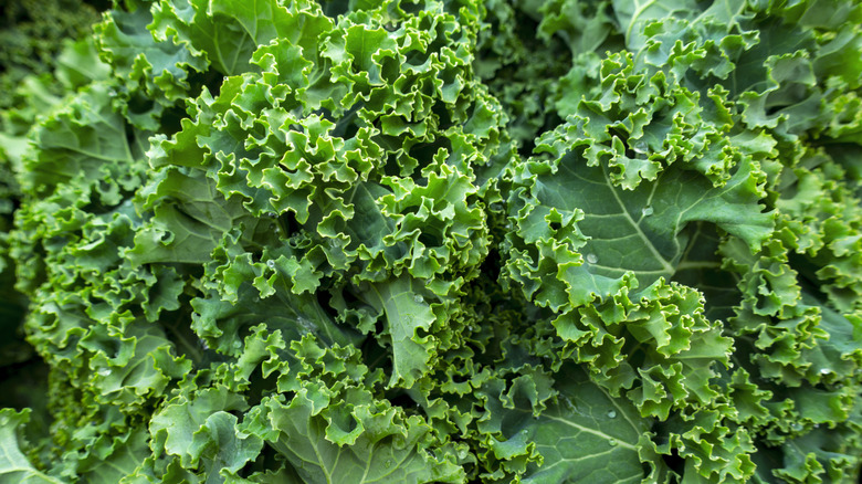 Close-up photograph of curly kale leafy greens.