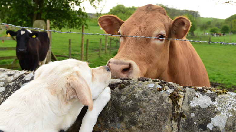 Cow and dog 