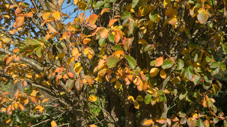 Amelanchier x grandiflora