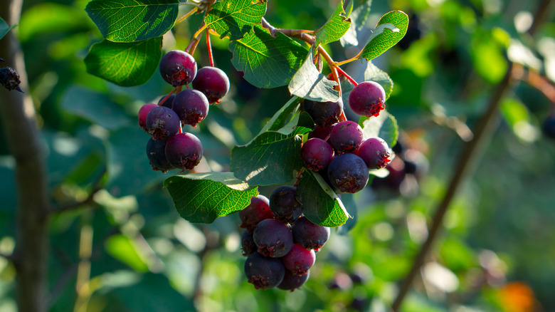 Cluster of juneberries