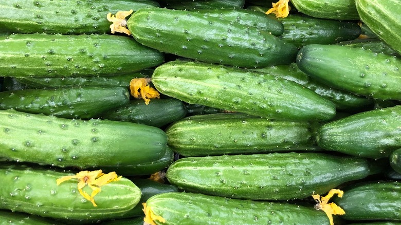 Close up of pickling cucumbers with yellow flowers