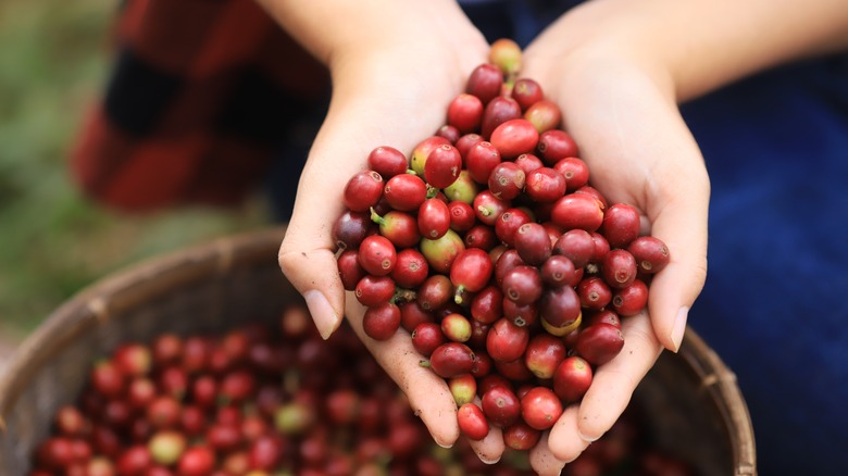 Raw, fresh coffee cherries