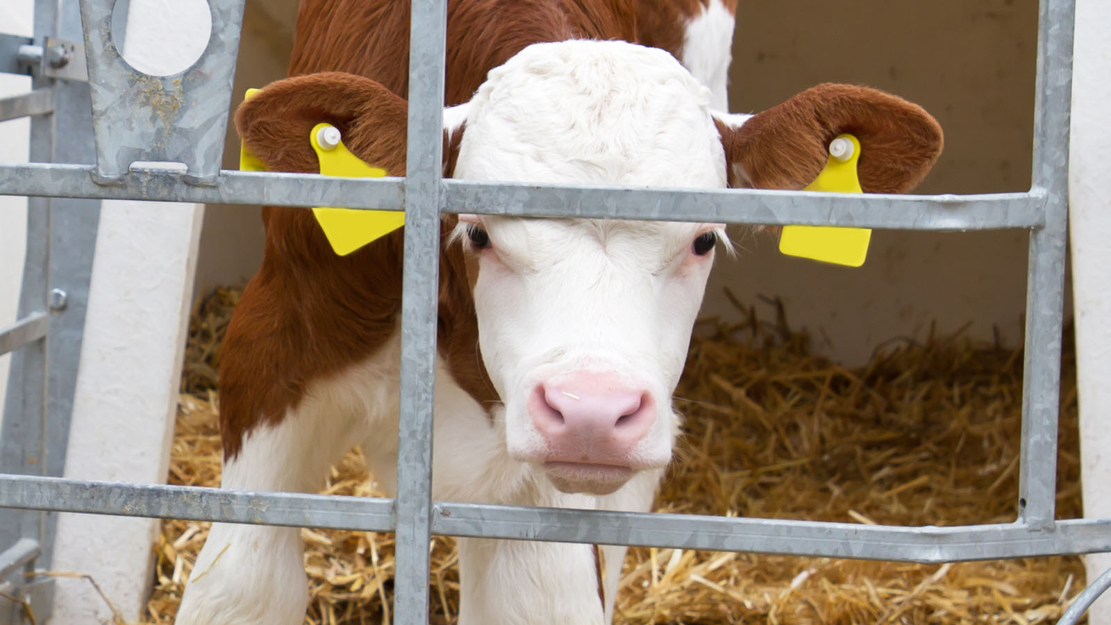 What Exactly Is Veal And Why Is It So Expensive?