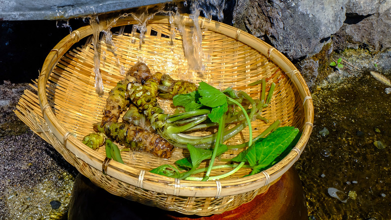 wasabi plan being washed in bamboo basket