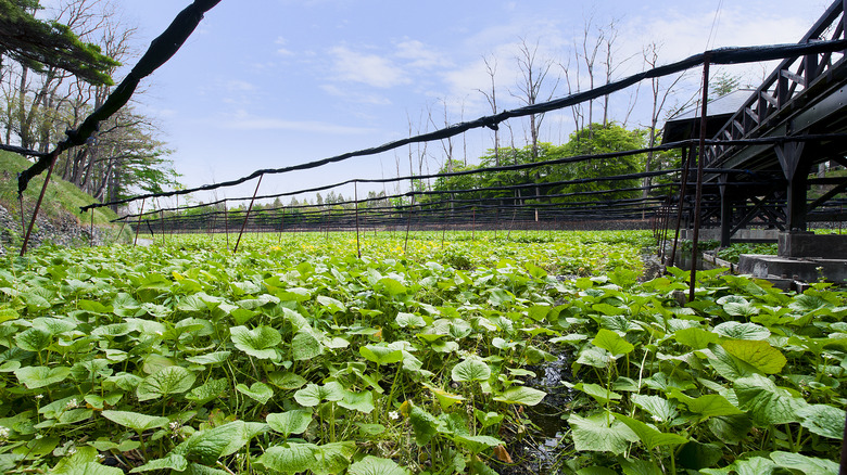 wasabi farm in Japan