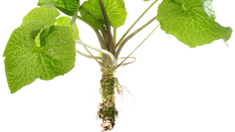 wasbia japonica plant