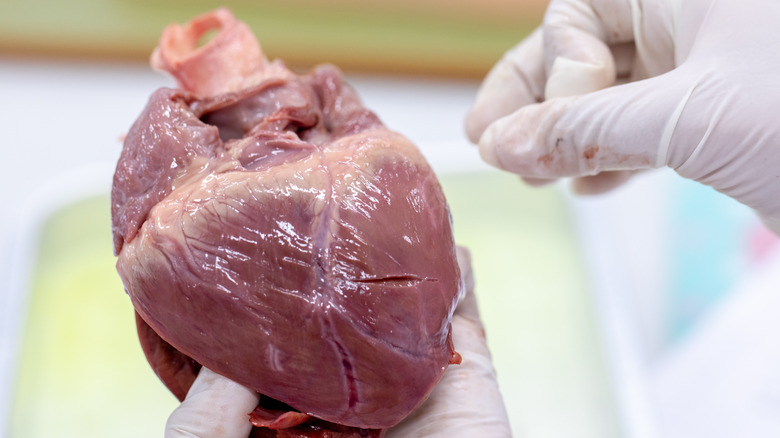 Person holding pig heart