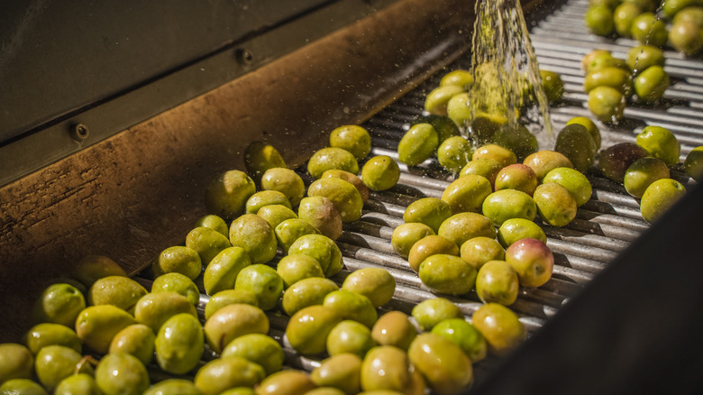olives getting washed during production