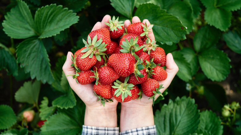Hands holding strawberries in front of strawberry plants