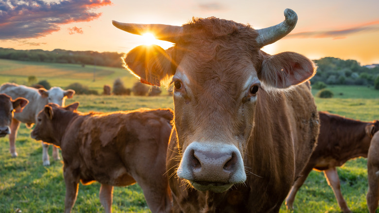 cows in a field 