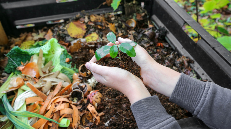 person holding plant in compost