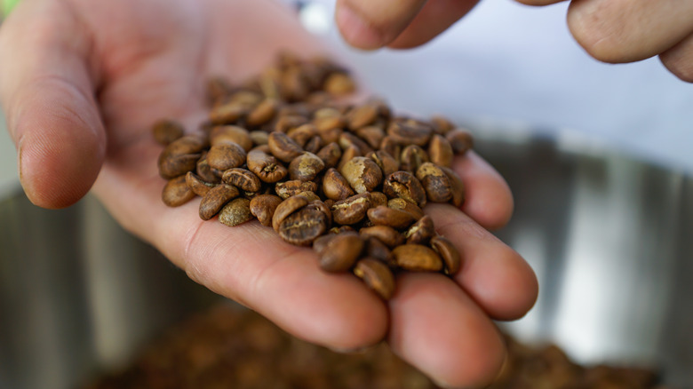 Hands holding coffee beans 